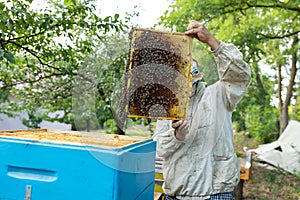 a beekeeper inspecting his hives. many bees on honeycomb