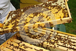 Beekeeper inspecting hive photo