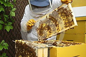Beekeeper inspecting hive