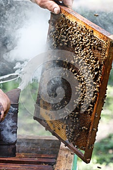 Beekeeper inspecting hive