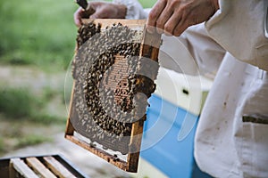 Beekeeper inspecting honeycomb frame at apiary. Honey farm.