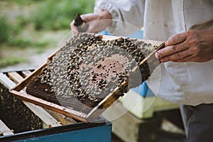 Beekeeper inspecting honeycomb frame at apiary. Honey farm.