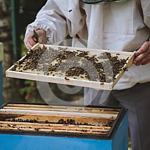 Beekeeper inspecting honeycomb frame at apiary. Honey farm.