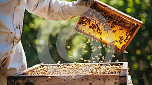 Beekeeper Inspecting Honeycomb Frame in the Field. Generative ai