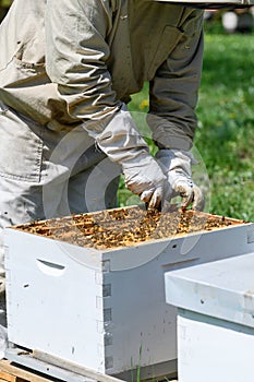 The beekeeper inspects the bee frames, removing them from the hive