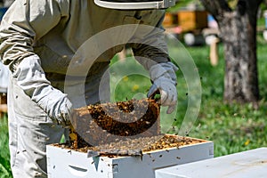 The beekeeper inspects the bee frames, removing them from the hive