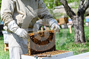 The beekeeper inspects the bee frames, removing them from the hive