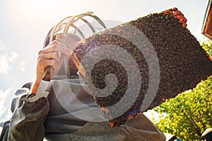 beekeeper inspects frame with queen cells on apiary in evening in rays of setting sun. beekeeper shares frames in hive