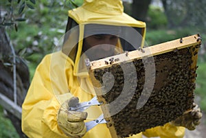 Beekeeper inspects honey comb