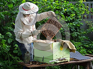 Beekeeper inspects the honeycomb with bees