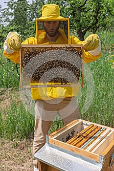 Beekeeper inspects a honeycomb frame in an apiary