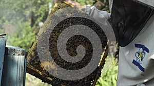 Beekeeper inspects honeycombs with bees