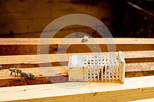 Beekeeper introducing a new queen bee in an introduction cage
