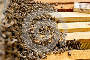 Beekeeper introducing a new queen bee in an introduction cage