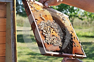 Beekeeper keeps frame with honeycomb and bees above opened beehive