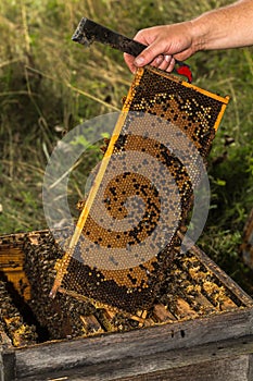 Beekeeper keeps fully honeycomb of honey