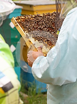 The beekeeper keeps in hand a frame with honeycombs and bees