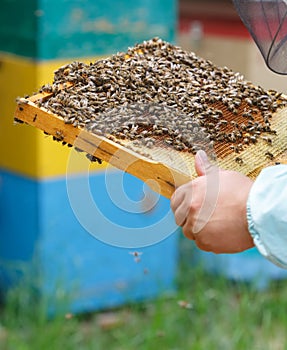 The beekeeper keeps in hand a frame with honeycombs and bees