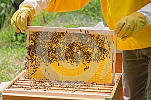 Beekeeper lifts a wax foundation in a frame that was added a week earlier