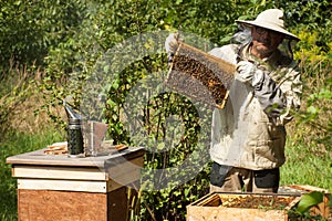 The beekeeper looks at the beehive. Honey collection and bee control.