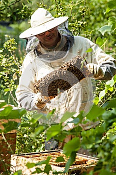 The beekeeper looks at the beehive. Honey collection and bee control.