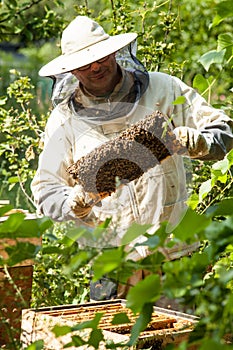 The beekeeper looks at the beehive. Honey collection and bee control. photo