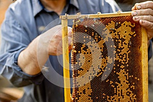 The beekeeper looks after honeycombs. Apiarist shows an empty honeycomb. The beekeeper looks after bees and honeycombs. Empty bee