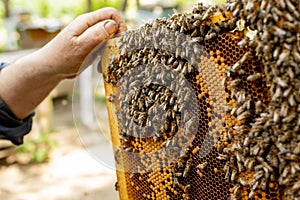 The beekeeper looks after honeycombs. Apiarist shows an empty honeycomb. The beekeeper looks after bees and honeycombs. Empty bee