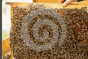 The beekeeper looks after honeycombs. Apiarist shows an empty honeycomb. The beekeeper looks after bees and honeycombs. Empty bee