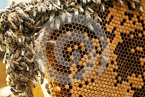The beekeeper looks after honeycombs. Apiarist shows an empty honeycomb. The beekeeper looks after bees and honeycombs. Empty bee