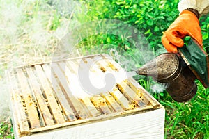 Beekeeper Make Smoke Under The Hive. Frame Full With Bees And Working Apiarist