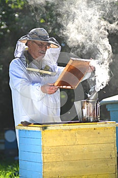 Beekeeper making inspection in apiary