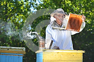 Beekeeper making inspection in apiary