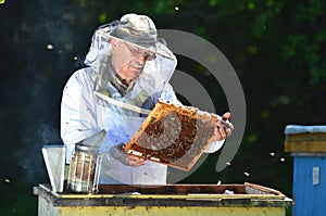 Beekeeper making inspection in apiary