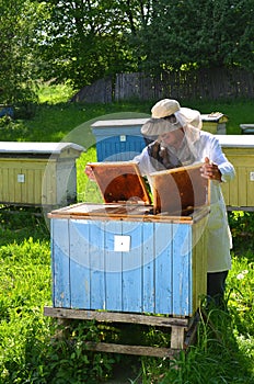 Beekeeper making inspection in apiary