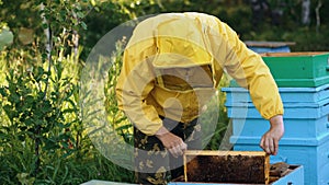 Beekeeper man checking wooden frame before harvesting honey in apiary