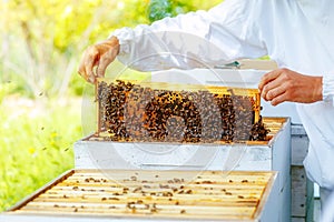 Beekeeper manipulating with honeycomb full of golden honey.