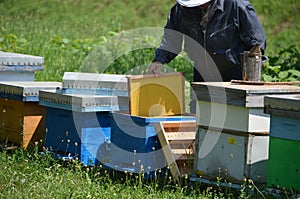 Beekeeper with new honey comb