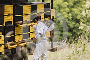 Beekeeper observing and checking a hive entrance