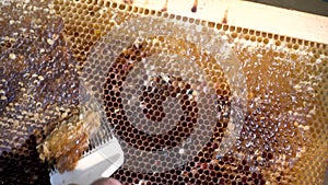 Beekeeper opening honeycombs with bee knife. A beekeeper using a knife-fork to cut the wax from the frame.