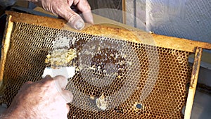 Beekeeper opening honeycombs with bee knife. A beekeeper using a knife-fork to cut the wax from the frame.