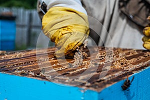 Beekeeper opens the beehouse`s cover to take honey out of it