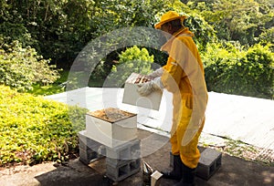 a beekeeper performing a bee-hive split at an apiary in the Caribbean