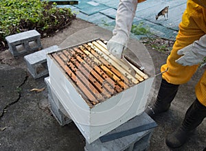 a beekeeper performing a split at an apiary in the Caribbean