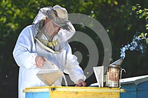 Beekeeper pouring syrup into a feeder