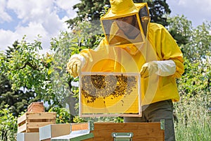 Beekeeper in protective wear raises a honeycomb frame from a hive