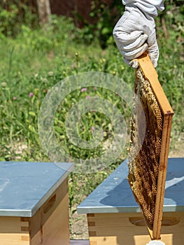 Beekeeper in protective workwear holding a honeycomb full of bees and honey.