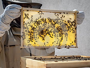 Beekeeper in protective workwear holding a honeycomb full of bees and honey.