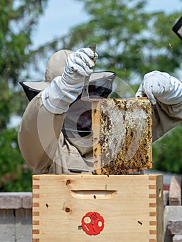 Beekeeper in protective workwear holding a honeycomb full of bees and honey.