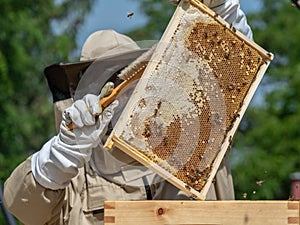 Beekeeper in protective workwear holding a honeycomb full of bees and honey.